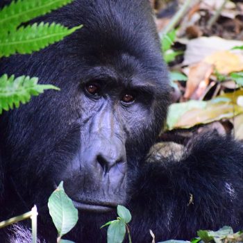 Visit Uganda for Gorilla Trekking with Devine African Safaris